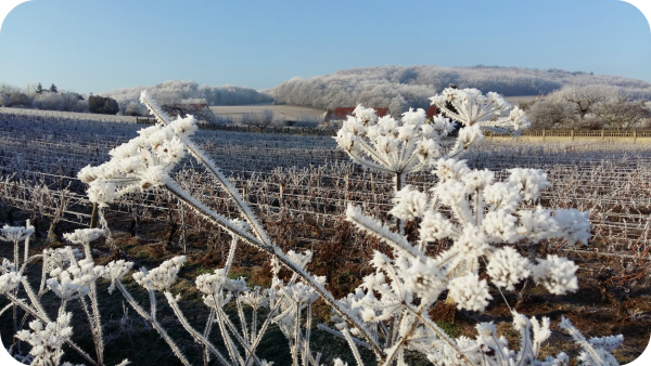 Les vignes