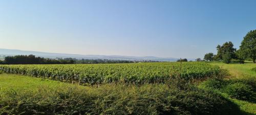 Vue du terrain de pétanque