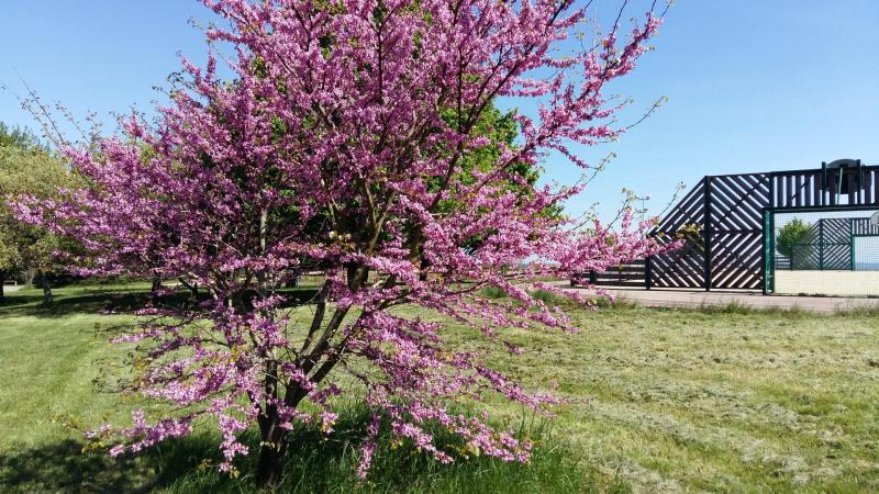 City avec arbre