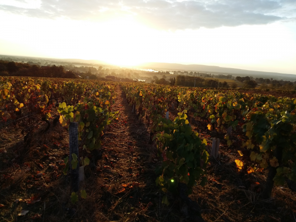 Les vignes